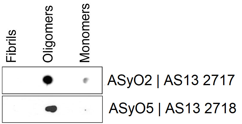 Agrisera Oligomer Specific Alpha-synuclein antibodies