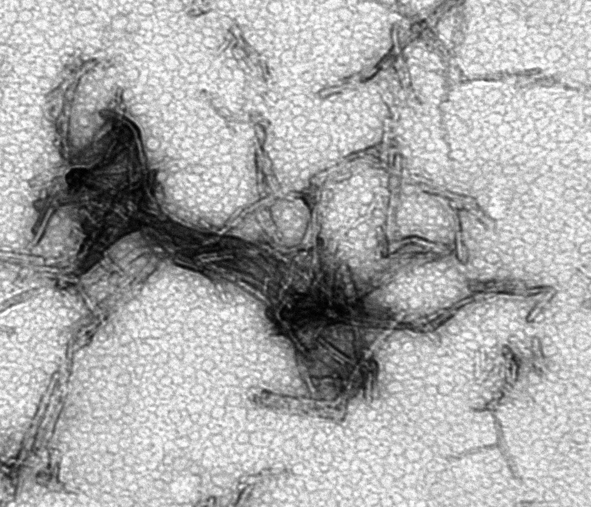 TEM of Active Human Alpha-Synuclein PFFs